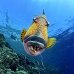 triggerfish_titan_bro_b_ni_v_0624_egy1099.jpg